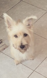 Shelsy