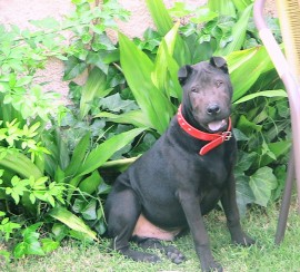 Odín