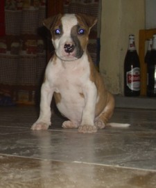 pancho
