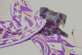 Pocholo