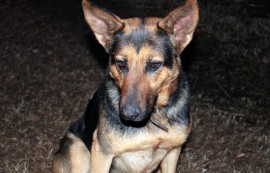 Laika