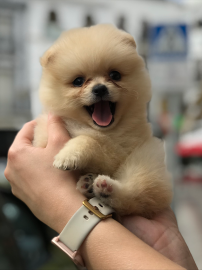 Nala