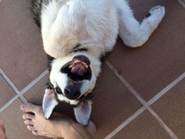 lobo