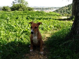 ARES