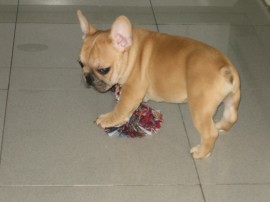 Budi