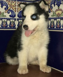 Zeus