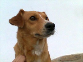 Curro