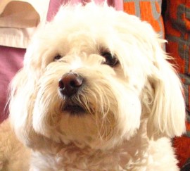 Korky