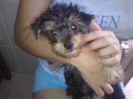 Tobi