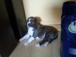 Lola