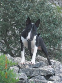 Lyla