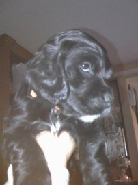 Mateo