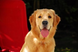 Porthos de Santa Clara
