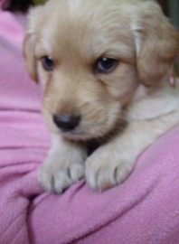 Oliver