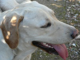 Nala