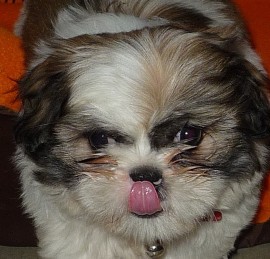 Totito