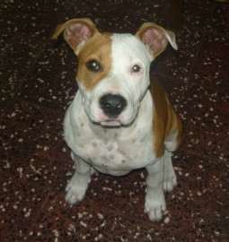 ASHUR