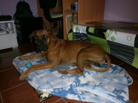 BRUNO