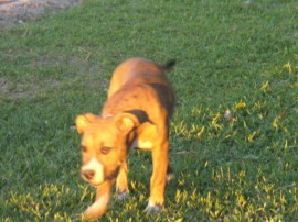dolly