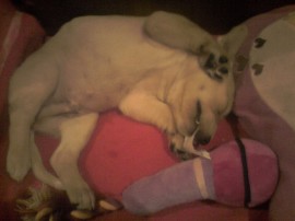 Golfo