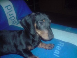 ziva