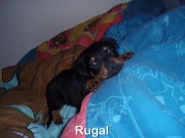Rugal