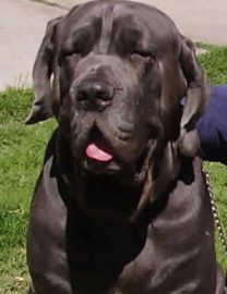 Matheo