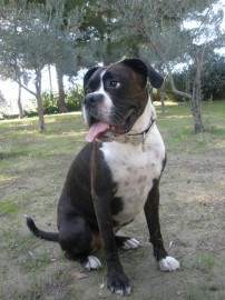 Cora
