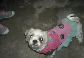 Peluza