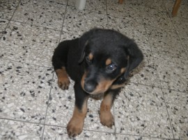 Laky