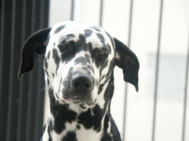 turia