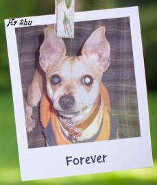 Ha´Shu
