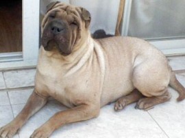 Uma