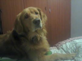 Goyo
