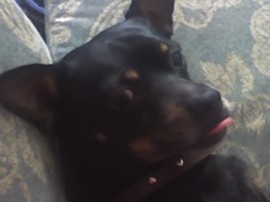 Pincky