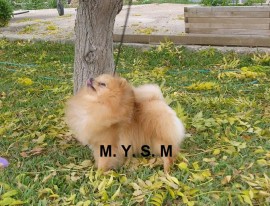 Pompón, el pomerania más molón.