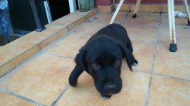 Porthos