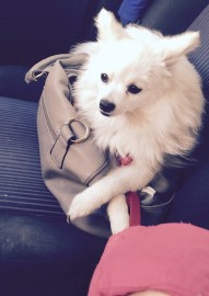 Princesa