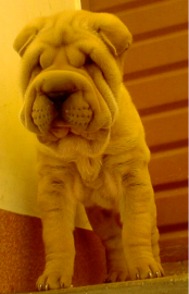 Puca
