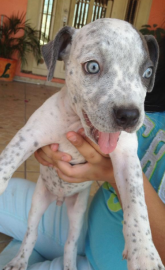 Ringo