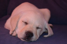 Rufo