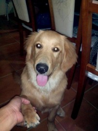 Ryuk Rodriguez Navarro