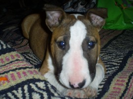 Ringo valentin