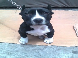 SACHA