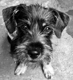 señor bigotes