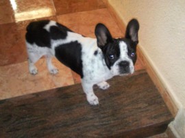 Roco