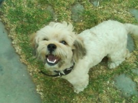 Roary