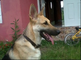 Maya