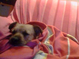 Tobi