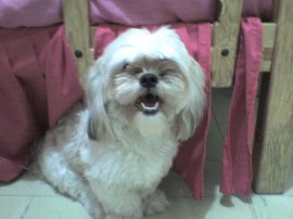 Tayra